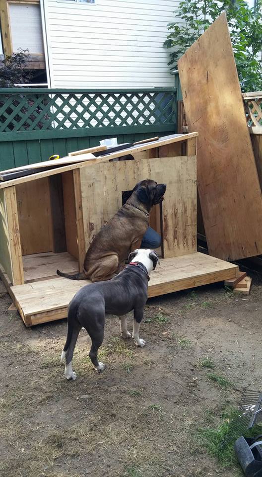 Dog House Made with Pallets Wood | Pallet Ideas